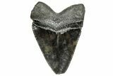 Serrated, Juvenile Megalodon Tooth - South Carolina #328741-1